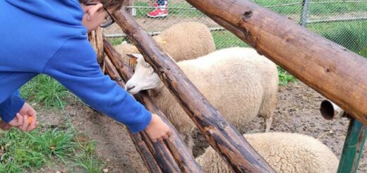 Dzieci karmią trzy owce stojące w zagrodzie.