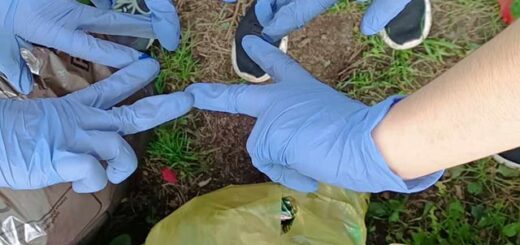 Dłonie dzieci w lateksowych rękawiczkach ukazujących znak “victorii” po udanej akcji sprzątania terenów wokół szkoły. Poniżej rąk widoczne są worki pełne zebranych śmieci.