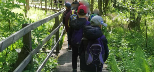 drewnianą ścieżką pośród lasu idą gęsiego dzieci