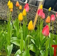 Na zdjęciu widoczne są kwitnące tulipany w kolorach różowym i żółtym.