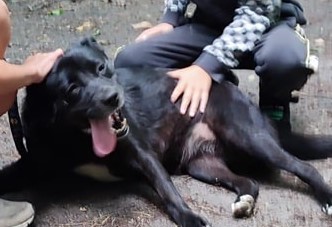 Na zdjęciu piesek  jest szczęśliwy bo głaszczą je czyjeś ręce.