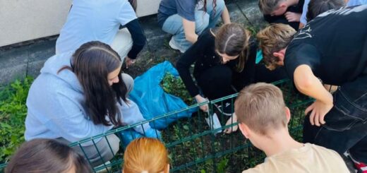 Uczniowie sadzą cebulki tulipanów na trawniku.