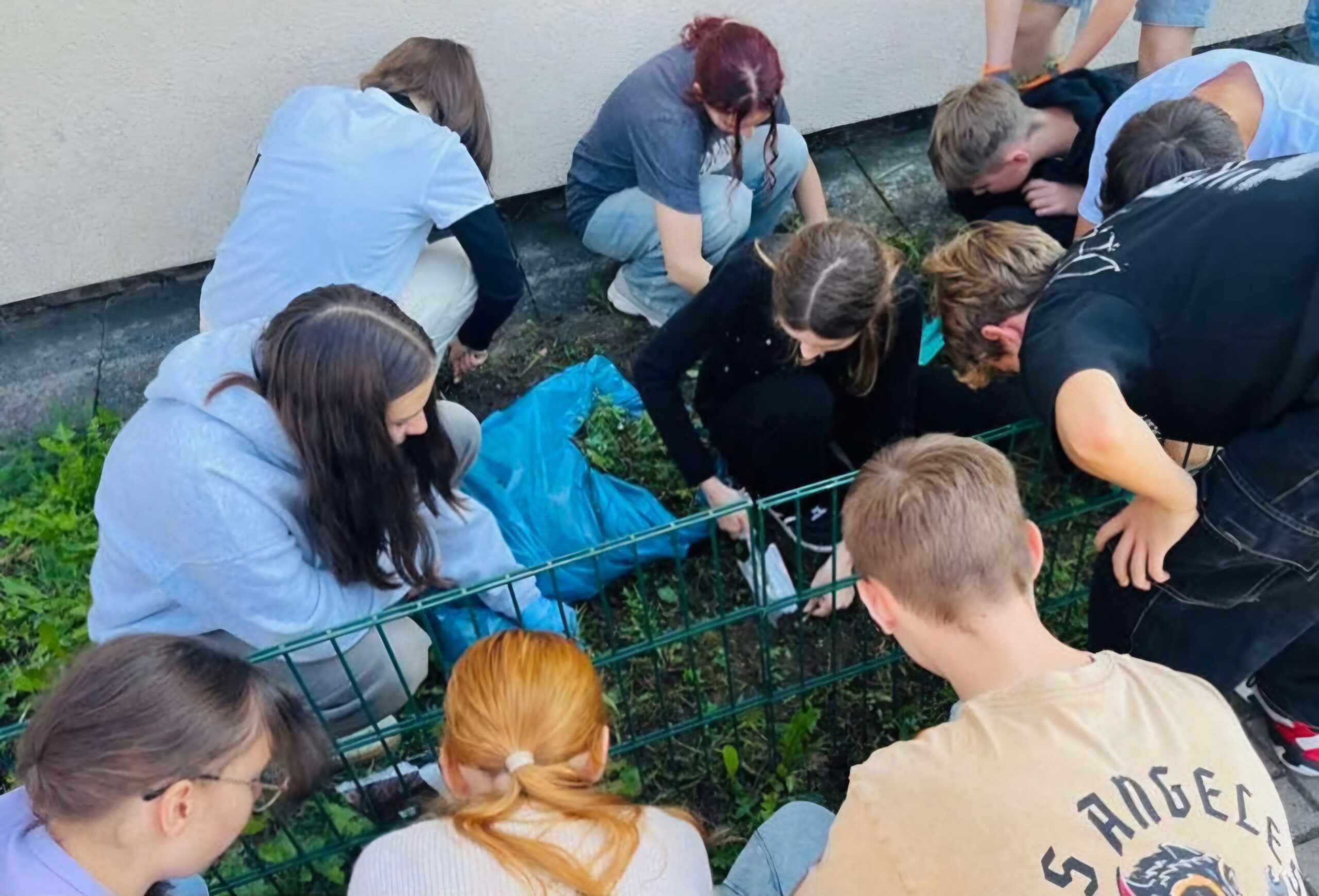 Uczniowie sadzą cebulki tulipanów na trawniku.