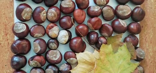 Kasztany ułożone w prostokąt na białej kartce, z prawej strony ułożonych zostało kilka klonowych, żółtych liści.