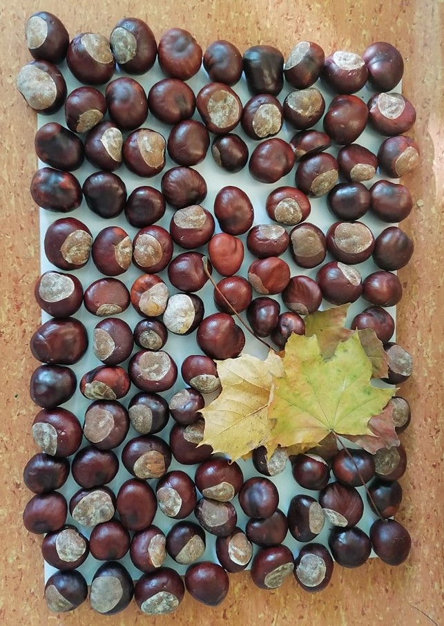 sp18-Światowy-Dzień-Drzewa